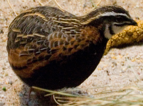 harlequin quail- coturnix delegorguei